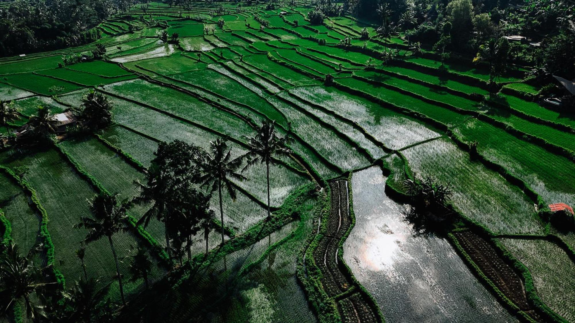Arcada Bali Bamboo House Villa Sidemen  Eksteriør bilde
